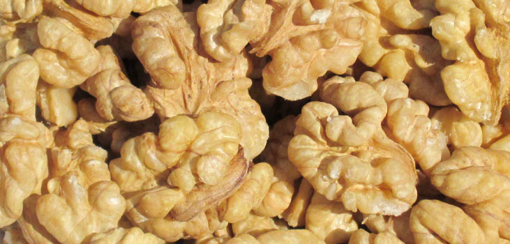 walnut kernels white-kernels
