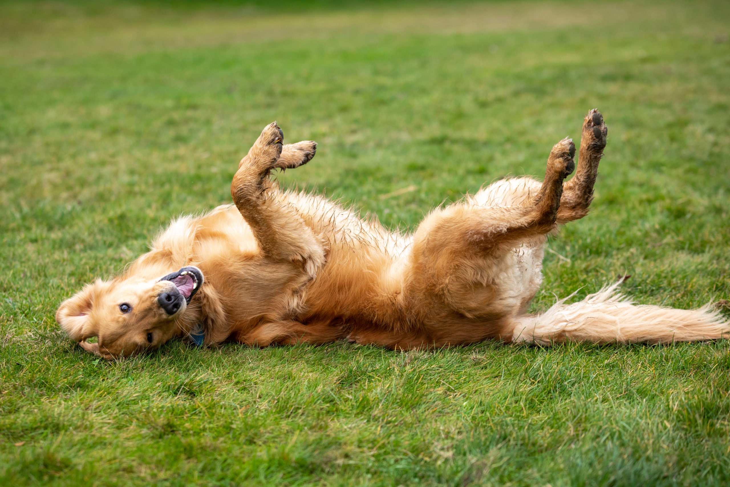 Dog itchy sspliment Dog-itchy-sspliment.