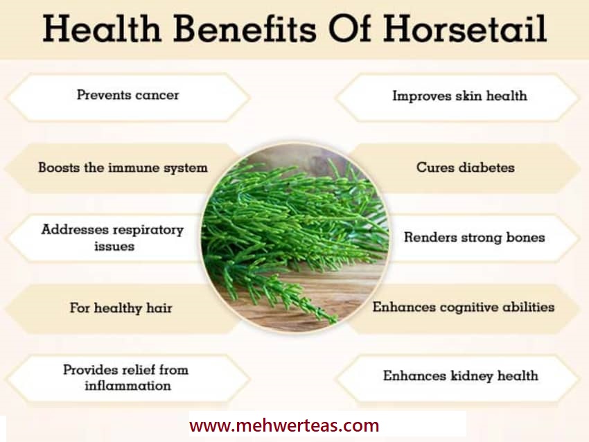 Health-Benefits-Of-Horsetail