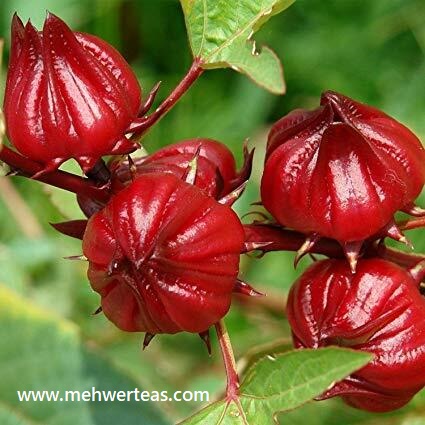 Hibiscus