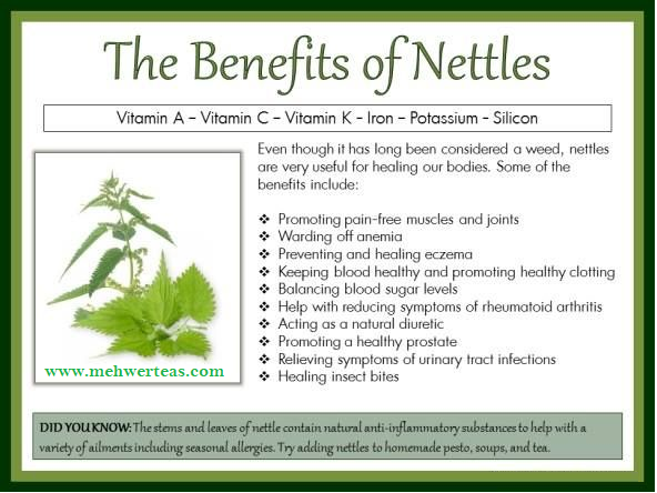Nettle-powder-benefets