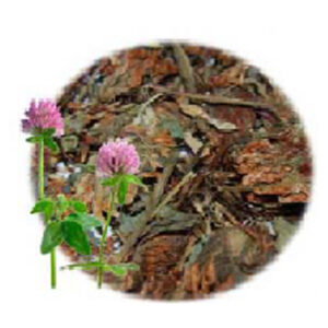 Red-clover-blossom