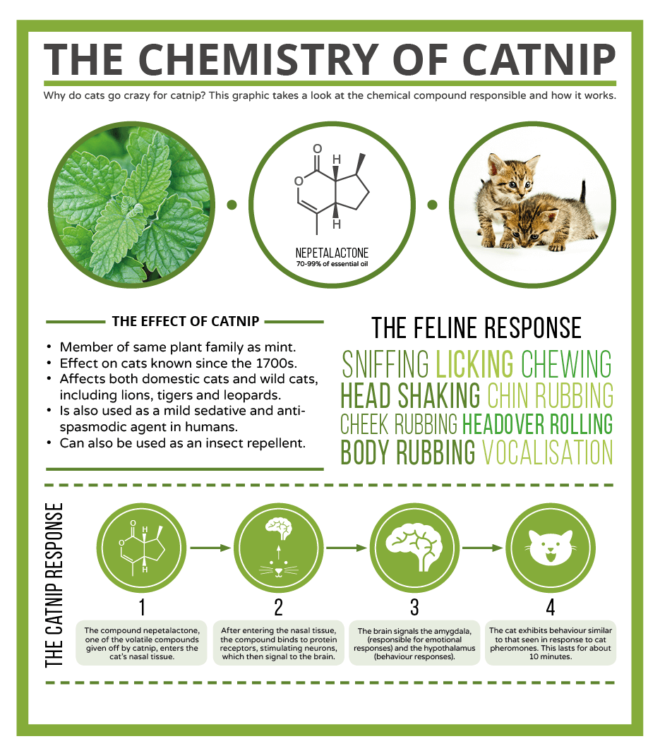 The-Chemistry-of-Cats-and-Catnip