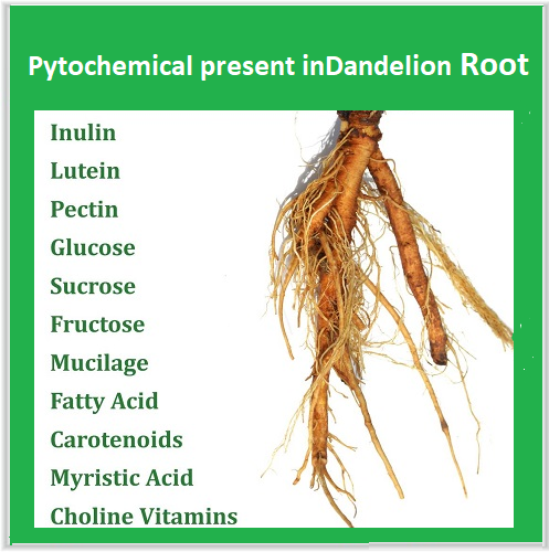 andelion Root andelion-Root