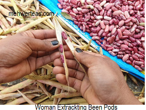 woman Extracting been Pods