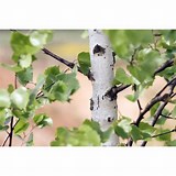 Birch tree