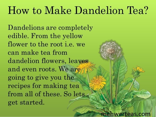 Dandelion Teas (1)