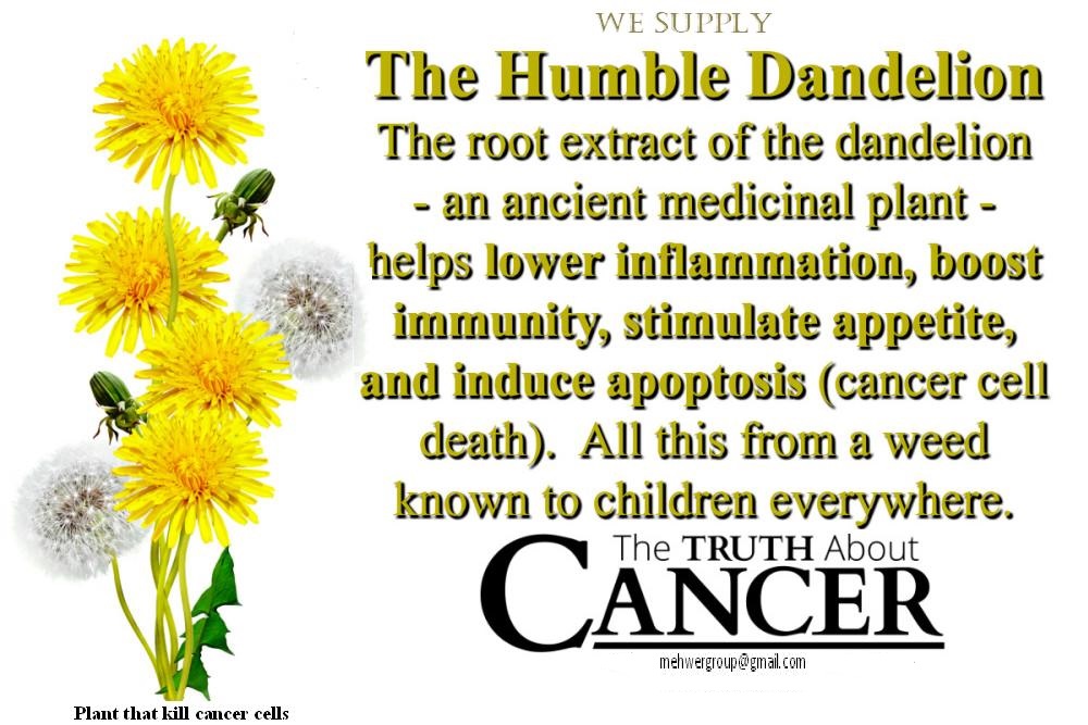 Dandelion-cancer