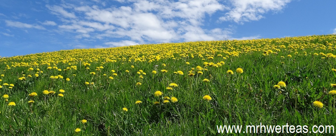 Dandelion-field Dandelion-field