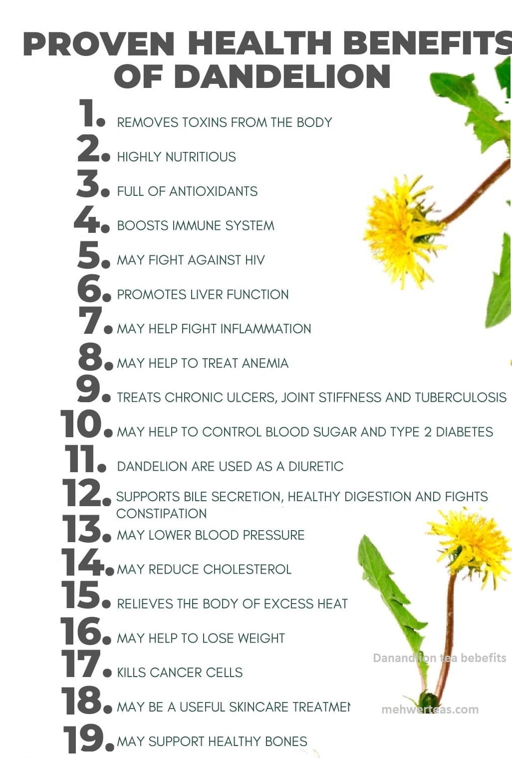 Dandelion heath benefits (1)