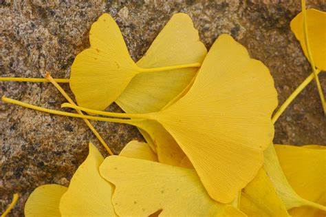 GINKGO BILOBA LEAF,