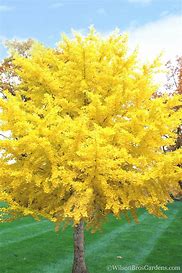 GINKGO BILOBA TREE
