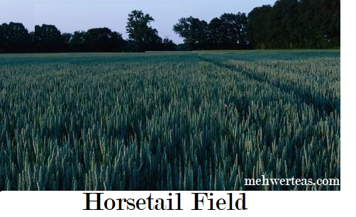 HORSETAIL