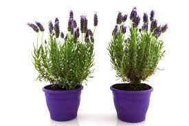 LAVENDER PLANTS