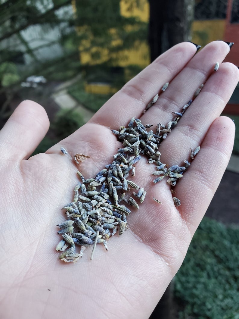 LAVENDER bUDS