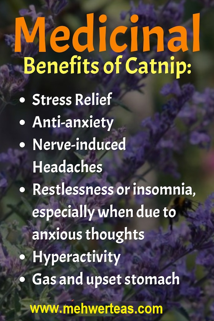 Medicinal-Benefits-of-Catnip