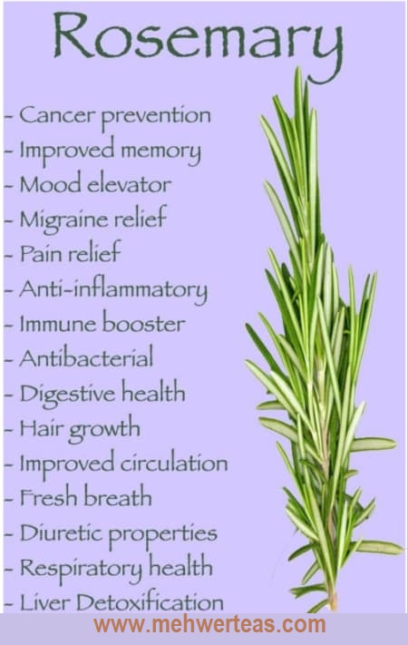 ROSEMARY ROSEMARY