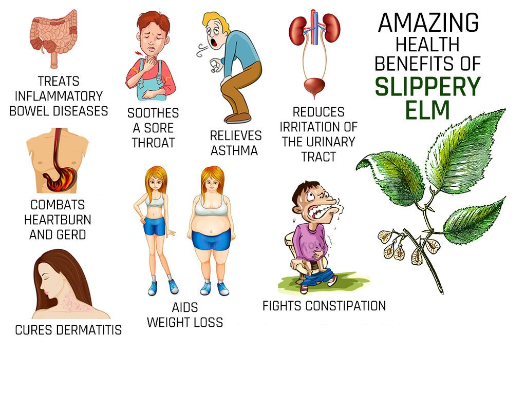 Slippery elm Health Benefits