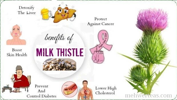 benefits-of-milk-thistle-