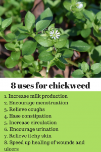 benifit-of-chickweed-200x300