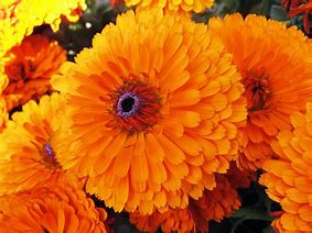 calendula flower