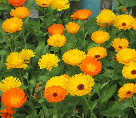 calendula plant