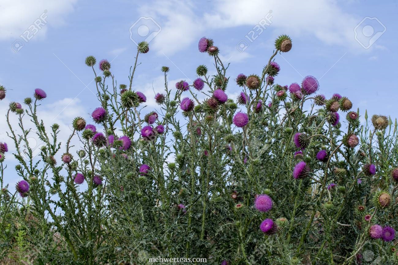 The flower head thistle Milk Thistle in full splendor. Medicinal