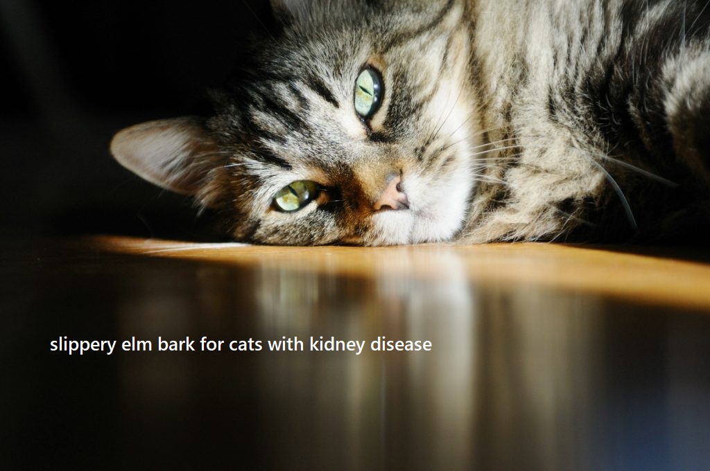 slippery elm bark for cats with kidney disease slippery elm bark for cats with kidney disease