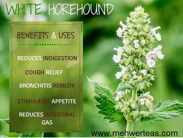 white horehound benefits