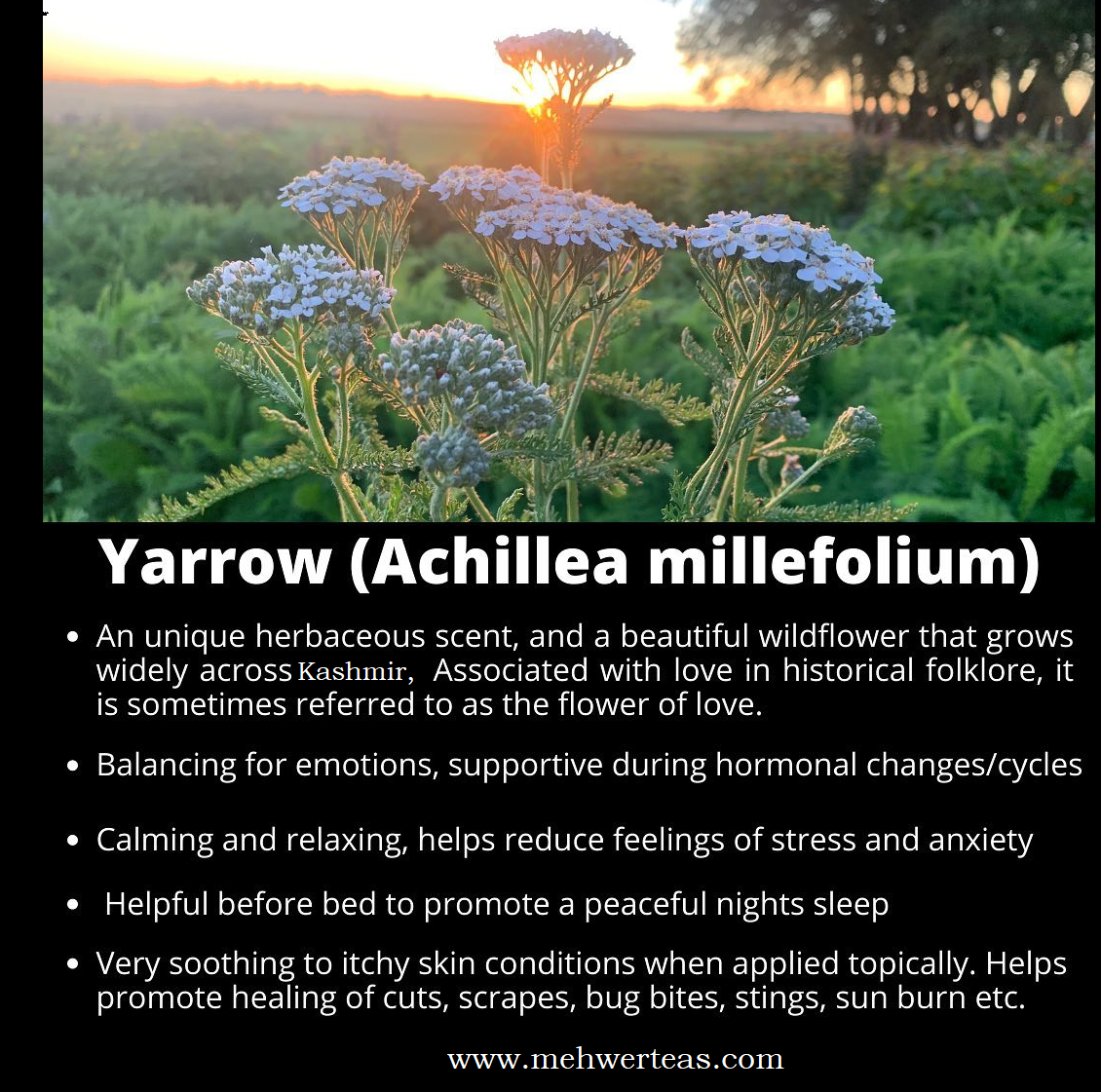 yarrow- the flower of love yarrow- the flower of love