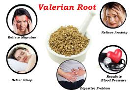 Valerion root uses