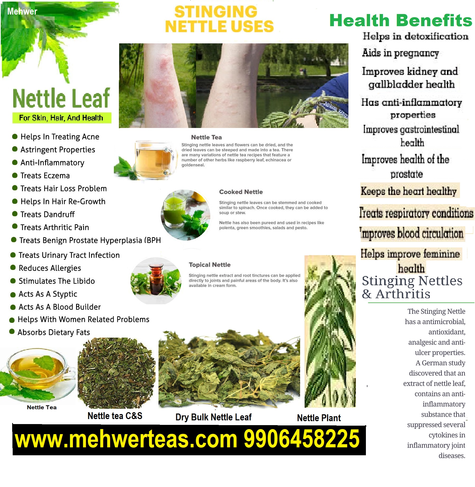 Health-Benefits-Of-Stinging-Nettle Nettle ( Stinging Nettle)