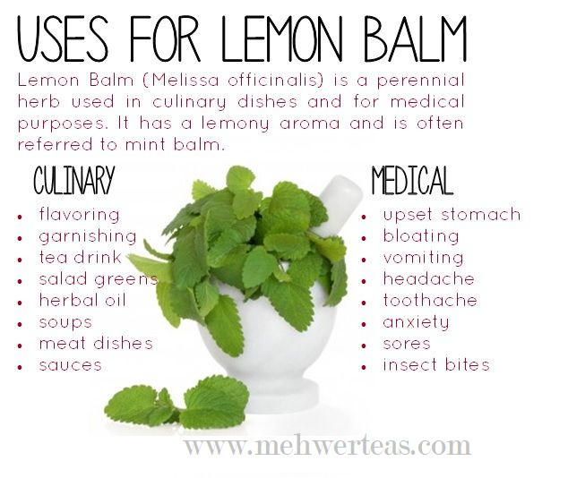 Lemon Balm Lemon-Balm