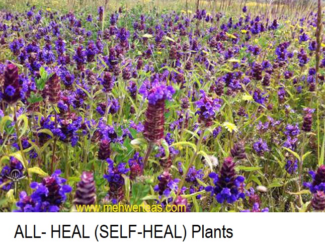 Prunella-vulgaris-plants Prunella-vulgaris-plants