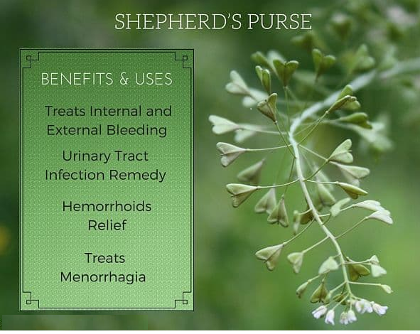 SHEPHERDS PURSE BENEFITS (1)