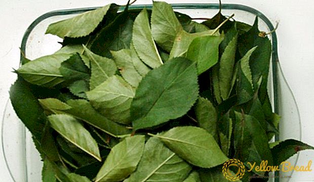 tea-from-cherry-leaves-when-to-collect-how-to-dry-and-how-to-make-tea-6 (1) tea-from-cherry-leaves-when-to-collect-how-to-dry-and-how-to-make-tea