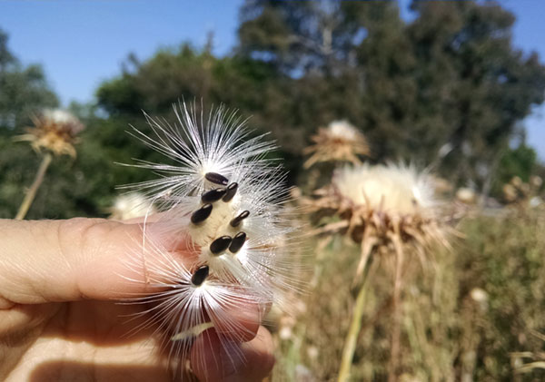 wild-milk-thistle-seeds wild-milk-thistle-seeds