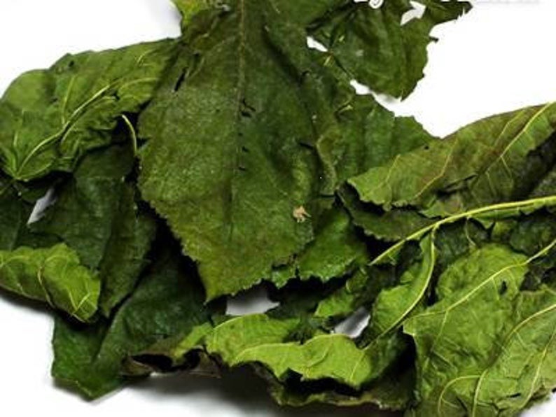 Mulberry Leaves