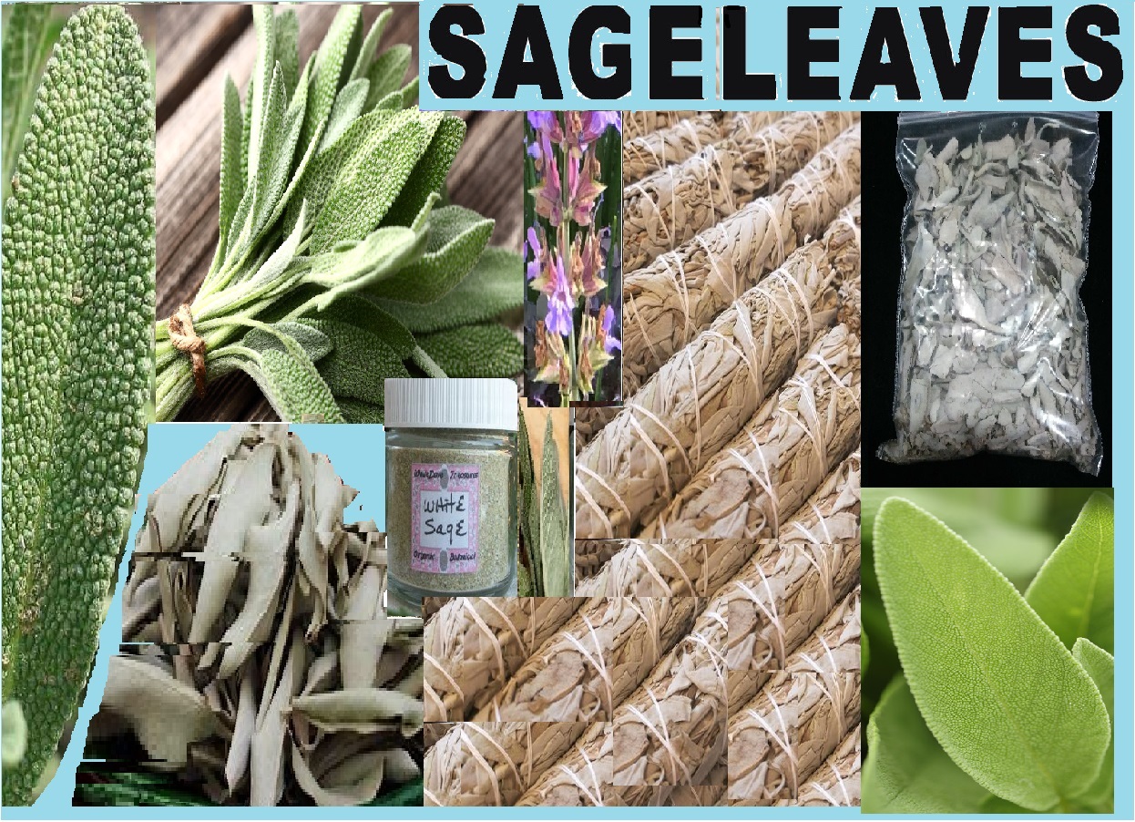 Sage-herb-1 Sage-herb