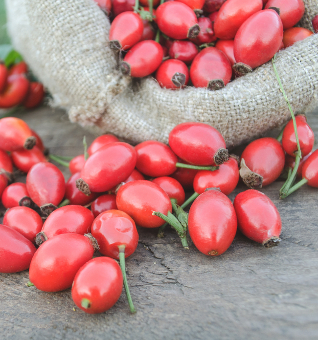 rosehip_8935555