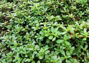 Purslane_Fresh