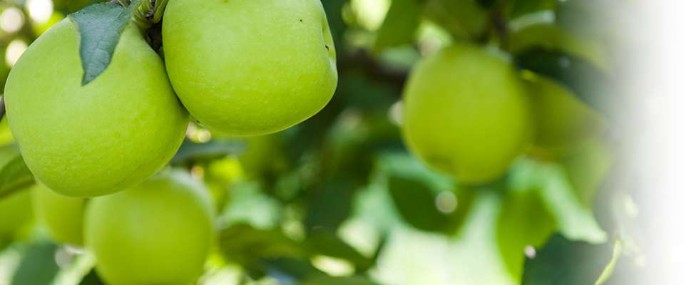 AppleSauceMain
