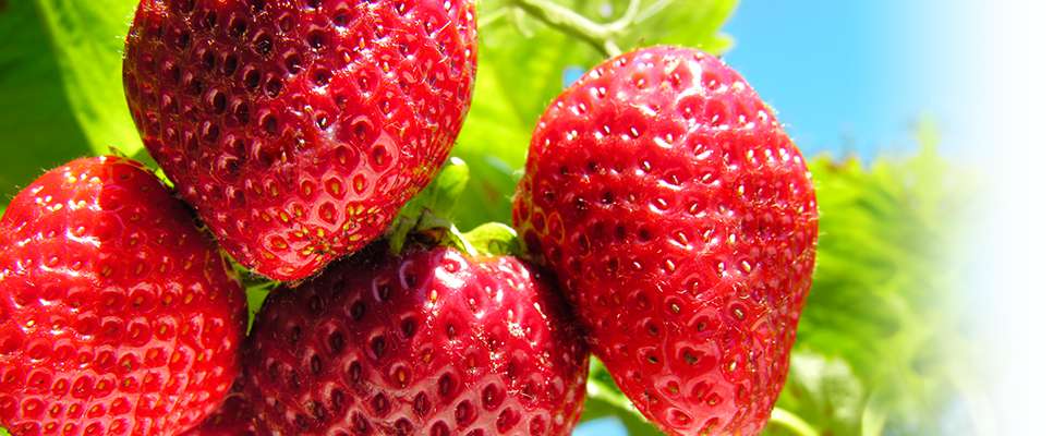 StrawberryPureeMain