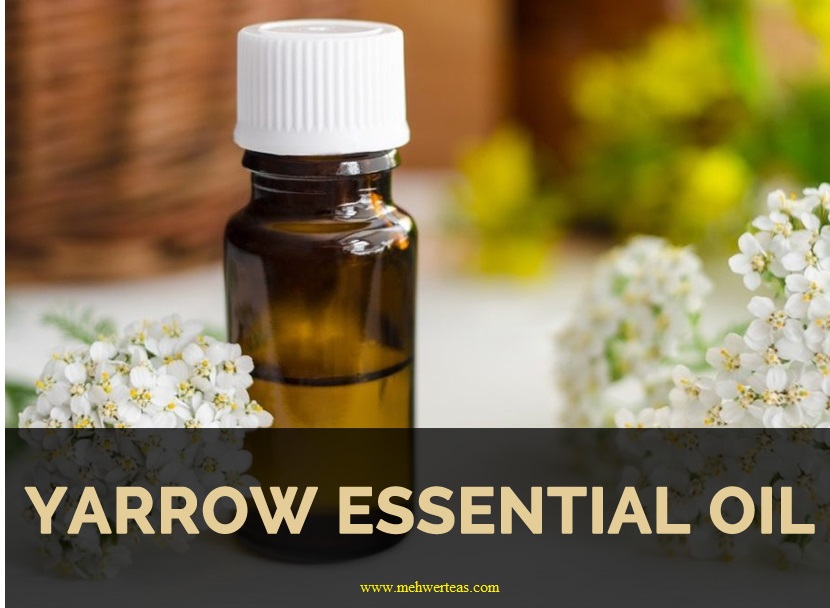 Yarrow-essential-oil
