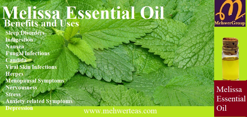 melissa-essential-oil