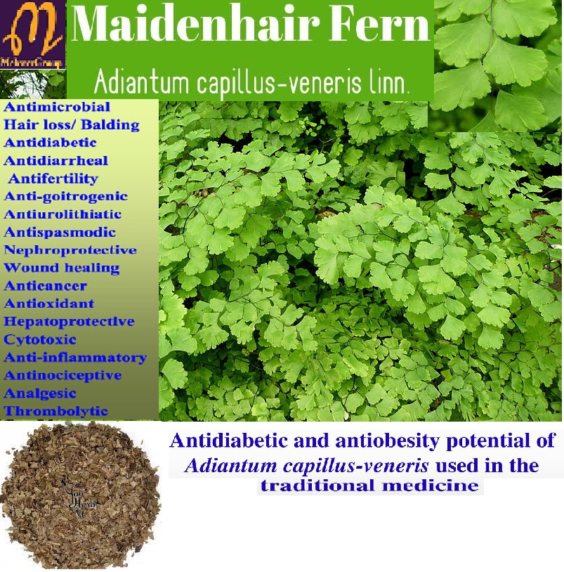 Adiantum_capillus-veneris_Gewtheer